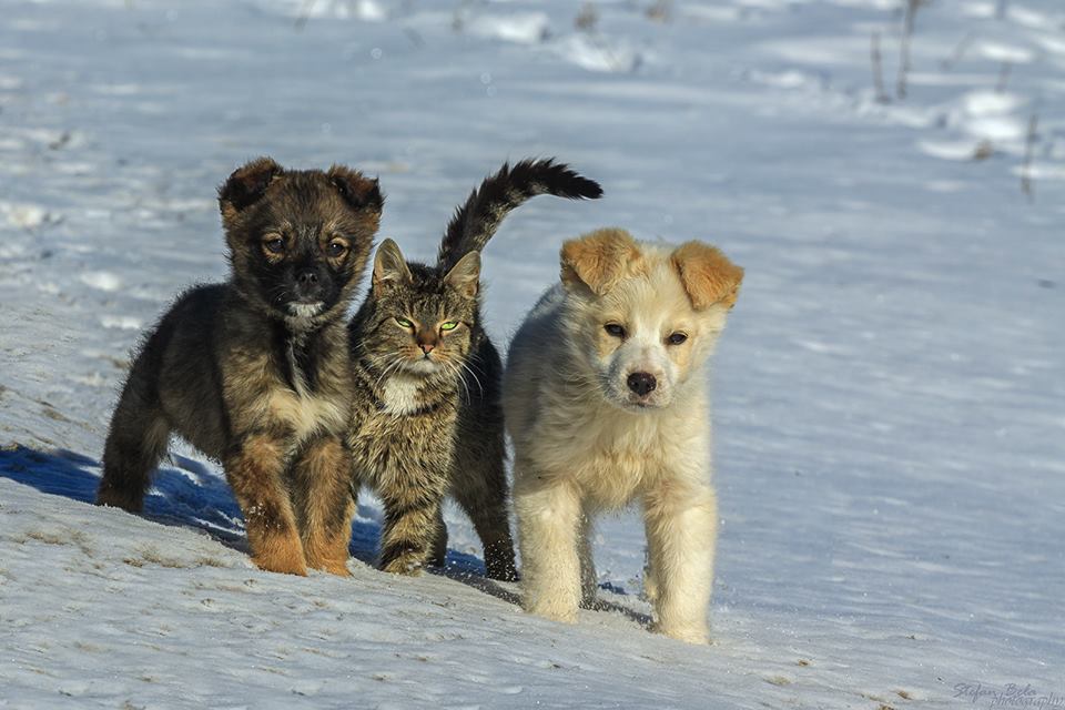 Братья наши меньшие картинки